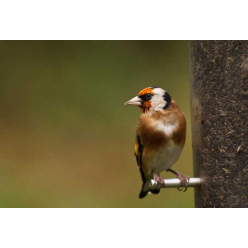 Goldfinch by Martin Wood - Another high quality picture from Martin. Goldfinches love our Niger Seeds!