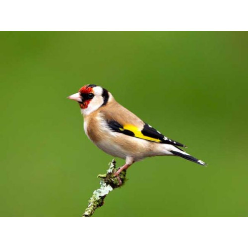 A perfect Goldfinch by Chas Moonie - Goldfinch eat Robin and Tit food from British Bird Food