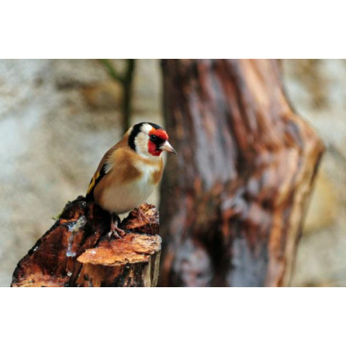 Goldfinch by Robert Hamilton - Goldfinch eat Finch Food