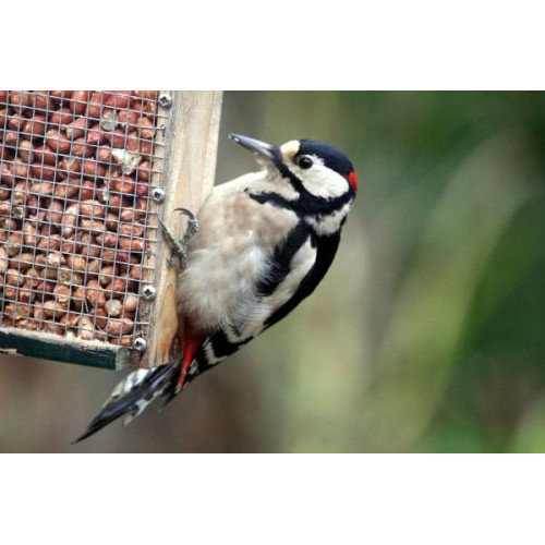 Great Spotted Woodpecker by Margaret Clifford - Peanuts and suet are great foods for woodpeckers