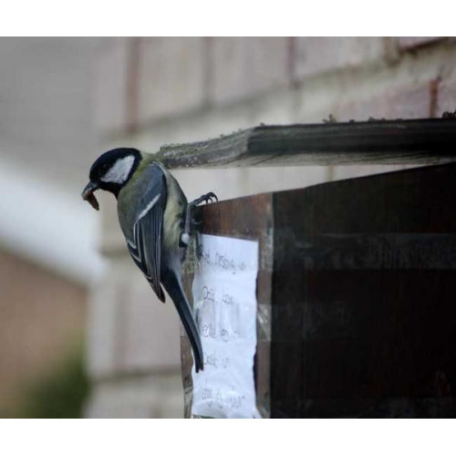 Great Tit nesting in post box - by Allison Pratt - Nest boxes take all shapes and sizes!