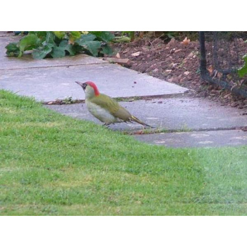 Green Woodpecker by Bill Wilkinson - Green Woodpecker in the garden, by Bill Wilkinson