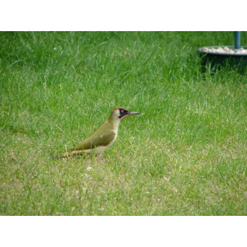 Green Woodpecker by Brenda - Woodpeckers love peanuts for birds at BBF