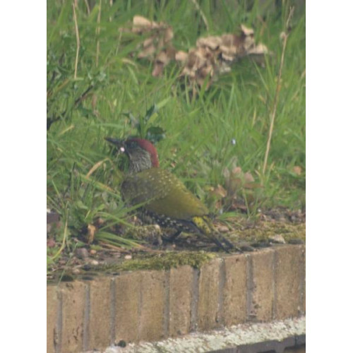 Green Woodpecker by Glyn Jones