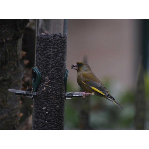 Greenfinch by Graeham Mounteney - Greenfinches love Black Sunflower Seeds - as you can see!