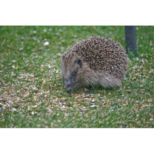 Hedgehog by Paul - Last bite before bed - see you in Spring