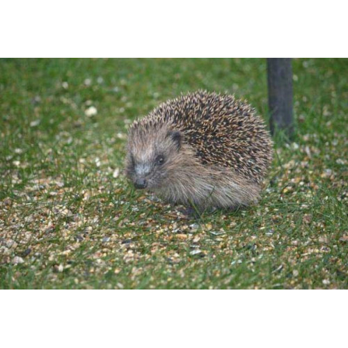 Hedgehog by Paul - Hedgehogs like wild bird food too!