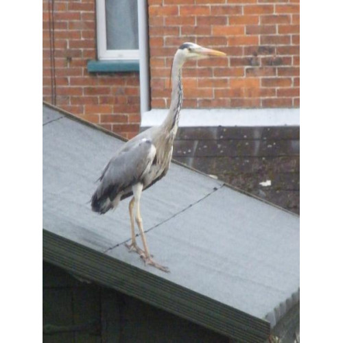 heron by Mike Vallender - Hi a recent visitor to my garden, its just a little large for my bird box.