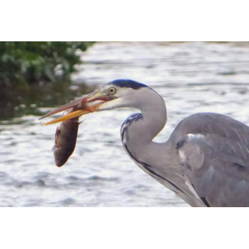 Heron by Annie Chambers - Heron Taken in wimborne on the river Stour. Obviously a good catch.