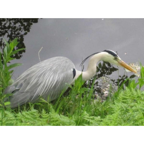 Heron by Peter Jaggs - Heron by Peter Jaggs