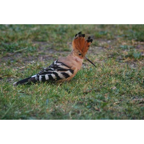 Hoopoe by Mike Gough - A Hoopoe by Mike Gough