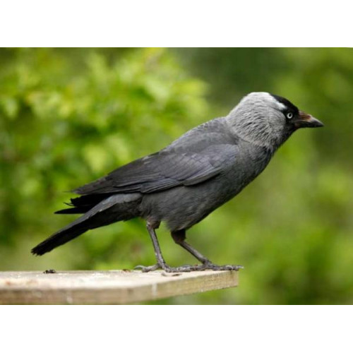 Jackdaw - Garden Bird Seed - Your silver will be safe with me!!