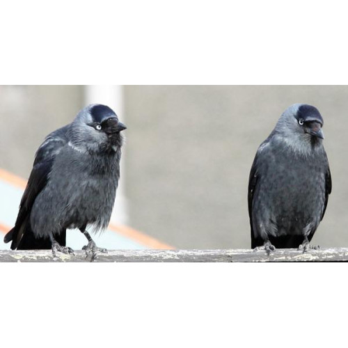 Two Jackdaws by Jim McKinna - After you my dear.......