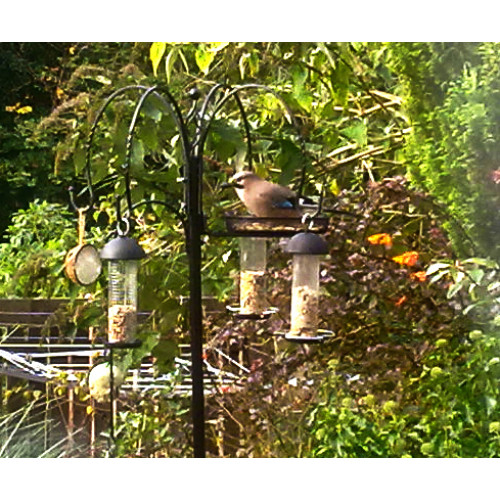 Jay by Jean Stobo - Wild bird food from British Bird Food will attract garden birds to your feeding station