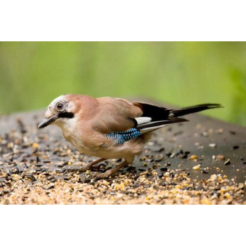 Jay - Peanuts and seed mix - A lovely Jay in the garden larder