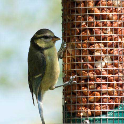 Juvenile Blue Tit - Roy HIll - Blue Tit loves summer mix