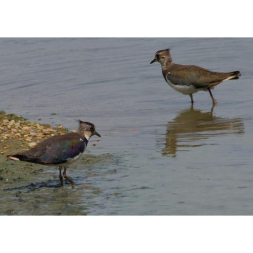 Lapwings by Dave Capps - Lapwings by Dave Capps