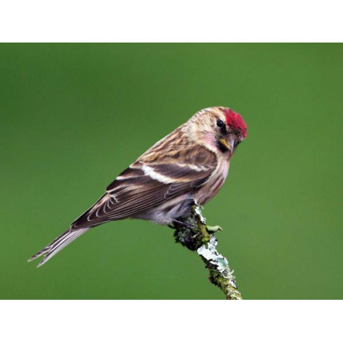 Male Lesser Redpoll by Chas Moonie - Magnificent photograph of a Redpoll by Chas Moonie