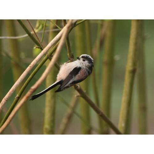 Long Tailed Tit by Rob Gough - Long Tailed Tit. He would love some Robin and Tit food!