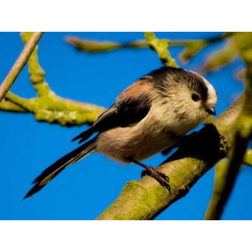 Long tailed Tit by JUNE SOBIECHOWSKI - Robin and Tit Food works well for Long tailed Tits