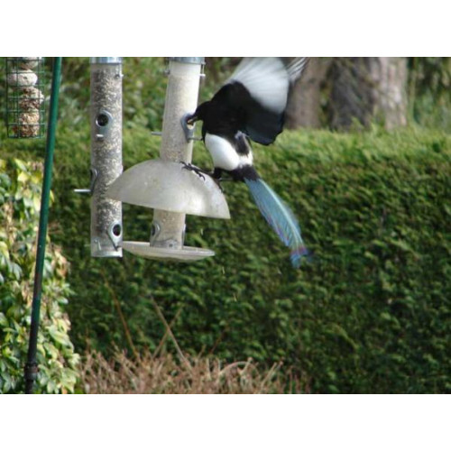 Magpie by Brenda - If only I knew the combination!!