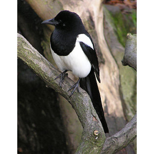 Magpie - Wild Bird Seed - Aren't I beautiful!!