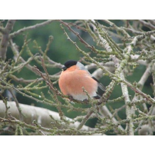 Male Bullfinch by Brenda - Bullfinch love Finch Food from British Bird Food