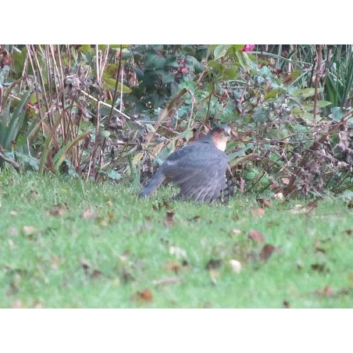 Male Sparrow Hawk by Amanda Hare - Male Sparrow Hawk By Amanda Hare