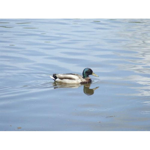 Mallard Drake by Kath Shaw - Ducks love wild bird food too!