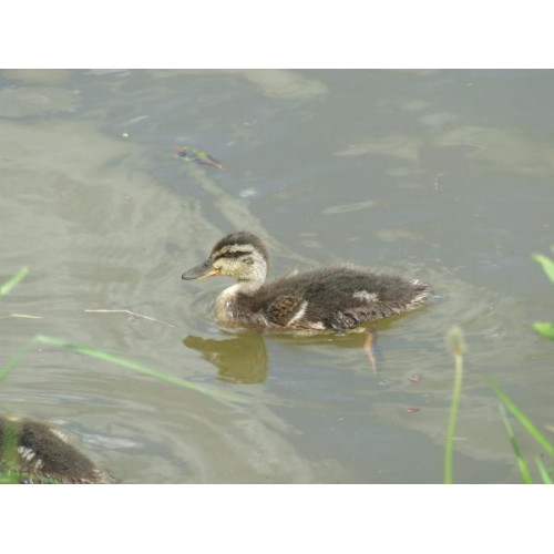 Mallard Duckling by Kath Shaw - Standard wild bird mix is good for feeding the Ducks