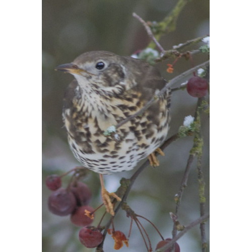 Mistle Thrush by Dave Capps - Mistle Thrush - enjoy British Bird Food's Blackbird and Thrush mix