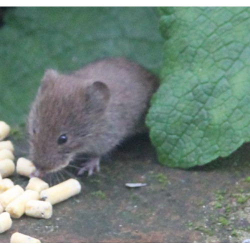 Mouse caught in the act by Margaret Clifford - Suet pellets are good for birds - as well as mice!