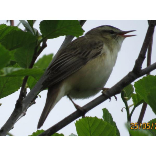 Moustached Warbler - By Andrew Macintyre