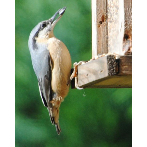 Nuthatch by Nic Tidball - Nuthatch loves British Bird Food Peanuts