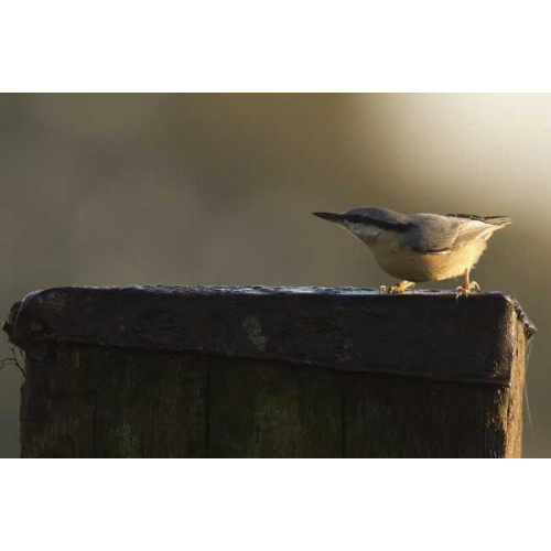 Nuthatch by Jill Barrow - A bully on the feeders, but not too camera shy!