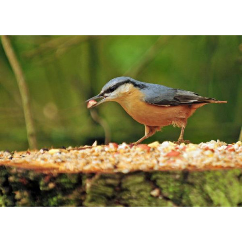 Nuthatch by Robert Hamilton - Nuthatch love Peanuts