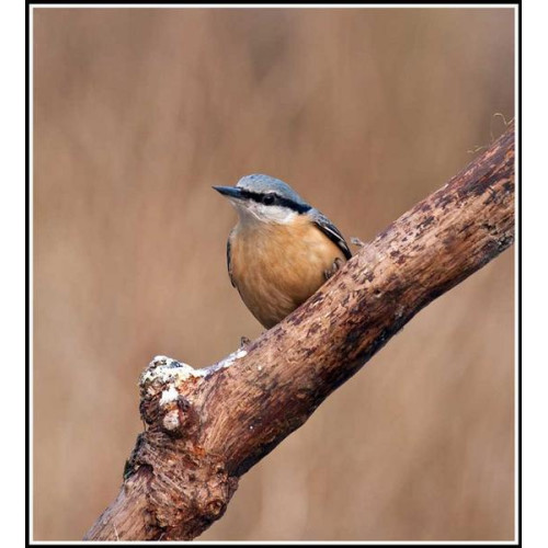 Nutty Square - Peanuts - Nuthatch, from Preston, he was very obliging kept coming back and forth for about an hour. (Sent in by Jamie Hyde.)