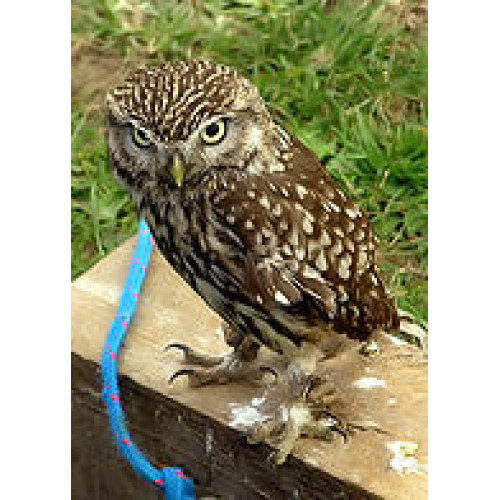 Little Owl - Wild Bird Seed - I might be little, but I'll sort that snake out in a minute