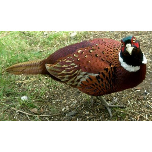 Pheasant by Julia David - I like bird food too!