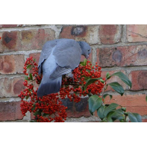 Pigeon on berries by Annie Chambers - Such tasty berries - and all for free. Taken in Wimborne not far from our garden