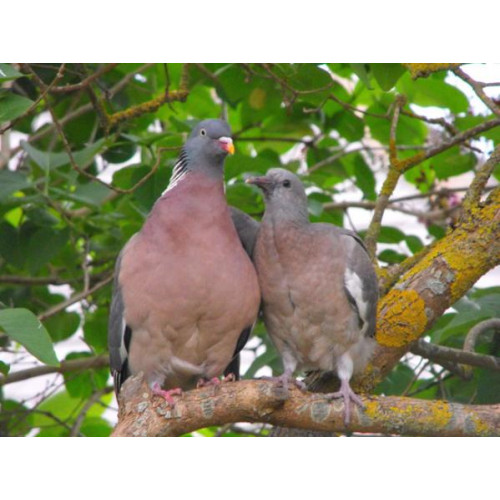 Pigeons by Annie Chambers - Give me a hug mum. Taken in the Lilac tree in our garden. They had a nest in the Pitisporum and would always choose this branch to come out to sit on.