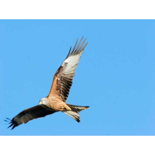 Red Kite - Red Kite soaring high