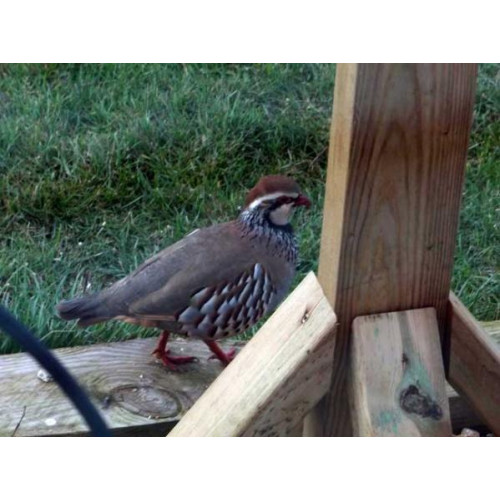 Red Legged Partridge by Eddie Sibley - Mopping up the spills!