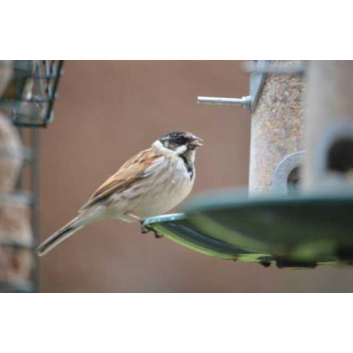 Reed Bunting by Will Hare - Reed Bunting holding onto a seed tray and enjoying no mess