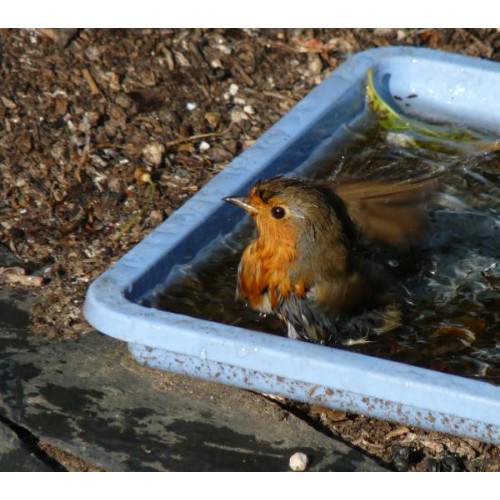 Robin by Karan Green - Robin does like to eat British Bird Food - Robin and Tit mix