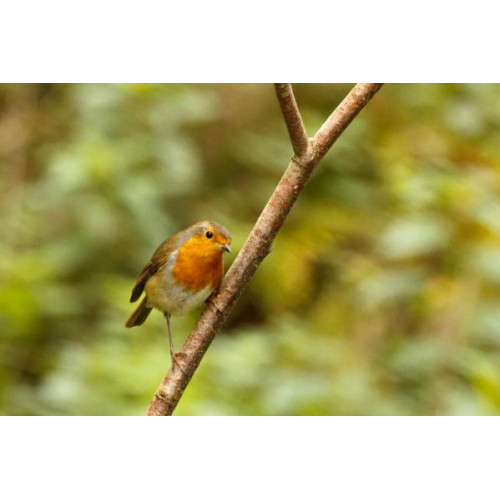 Robin by Martin Wood - Spotted from a Hide at Blashford Nature Reserve. Robins love our Robin and Tit seed mix.