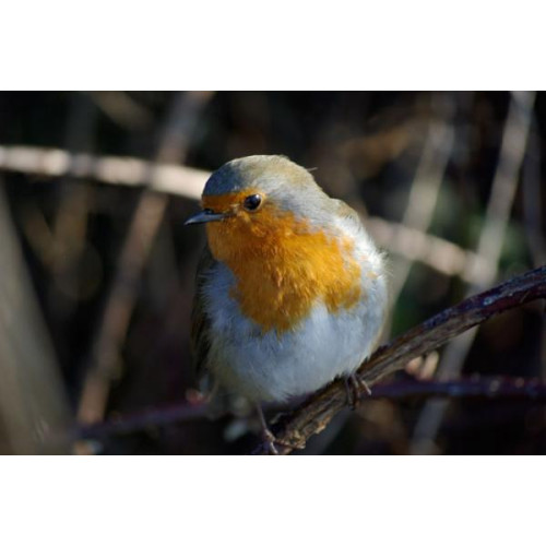 Inquisitive Robin by Julian Taylor - Is that a mealworm I spy!!