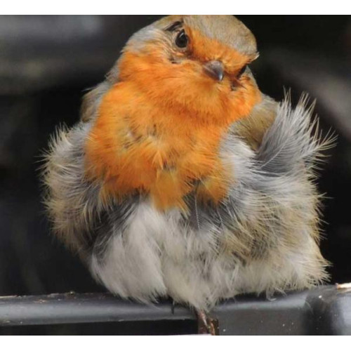 Scruffy Robin by JimHand - Robin and Tit food keeps your birds in great shape!