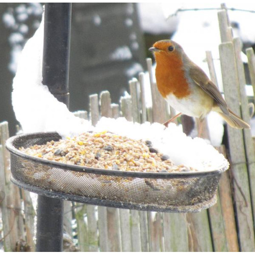 Robin feeding by Jodie - Robin's enjoy Robin and Tit food from British Bird Food.