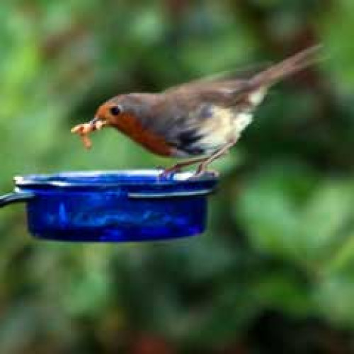 Robin by Roy Hill - Robin and Tit food